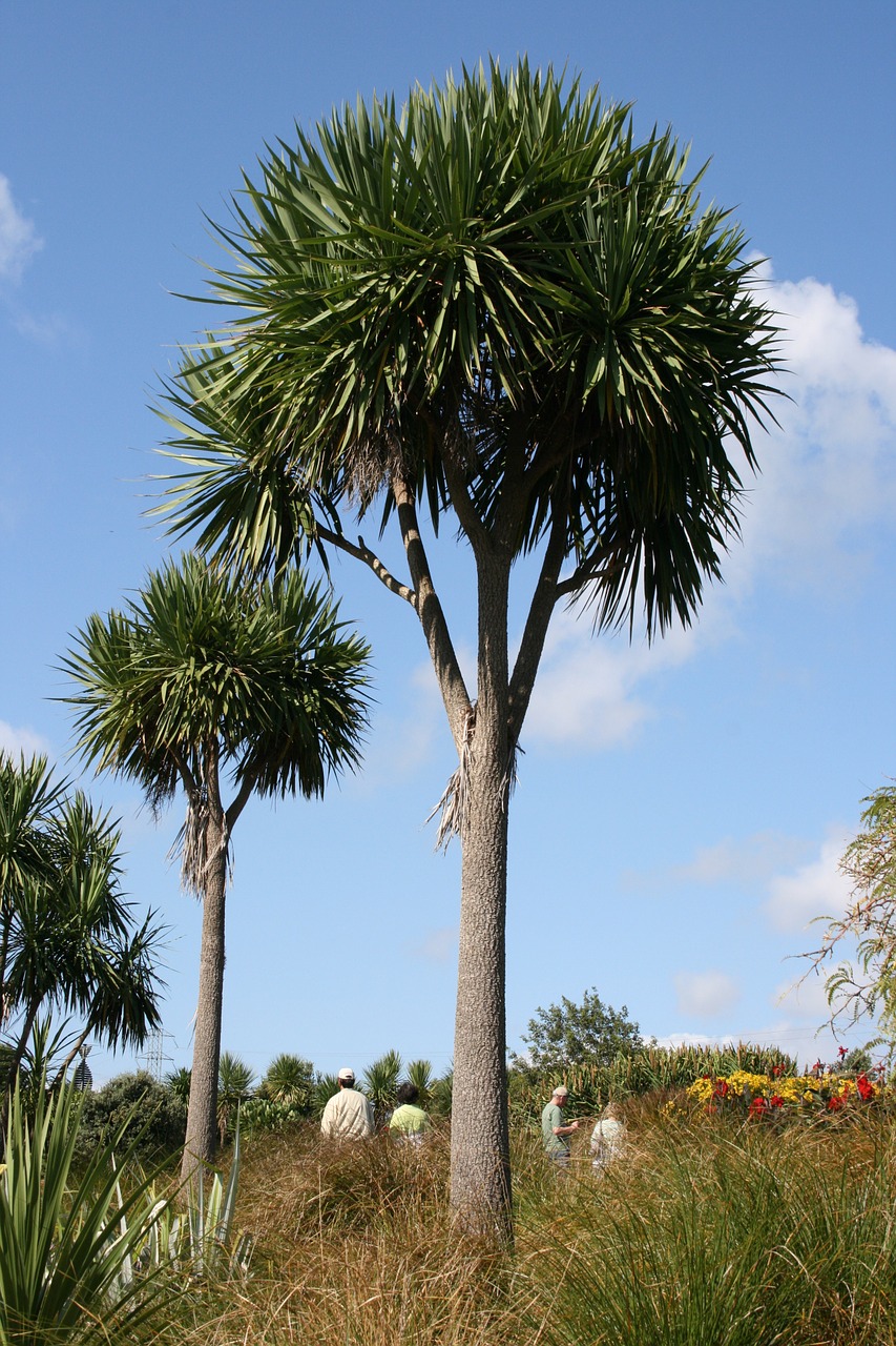 cabbage tree for riparian planting